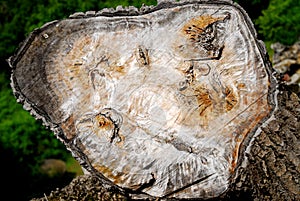 Poplar trunk similar to a map on the Berici hills in the province of Vicenza in Veneto (Italy)