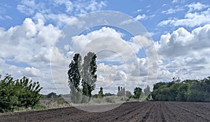 Poplar under a bright, cloudy spring sky
