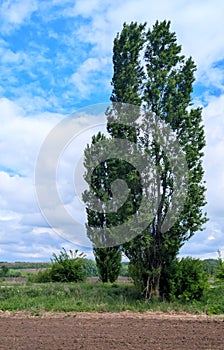Poplar under a bright, cloudy spring sky
