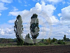 Poplar under a bright, cloudy spring sky