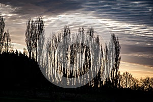 Poplars against the sky