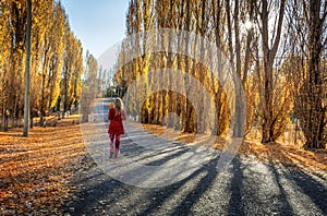 Poplars along rural country road