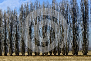 Poplars in autumn, Lomellina (North Italy) photo