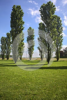 Poplars in a clearing on a sunny day in the italian countryside