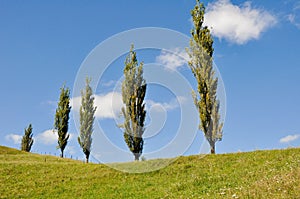 Poplars in a grassland, New Zealand photo