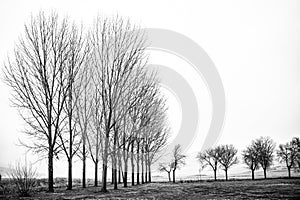 Poplars without leaves in black and white in Carrizosa