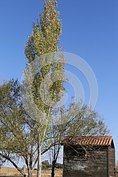 Poplars in Malpartida de Caceres, Spain photo