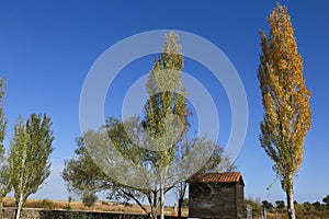 Poplars in Malpartida de Caceres, Spain photo