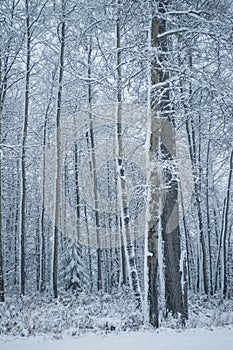 Poplars Stems - First Snow