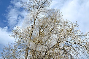 Poplars with swollen buds on the background of the spring sky