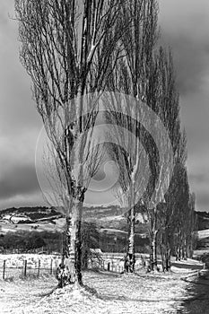 Poplars in Winter Scene