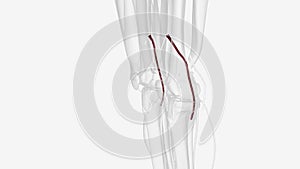 The popliteal artery is a deeply placed continuation of the femoral artery opening in the distal portion