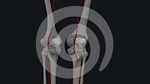 popliteal artery is located behind your knee and runs behind your knee pit