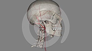 The popliteal artery is one of the major arteries of the leg. It is a continuation of the femoral artery