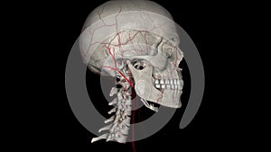 The popliteal artery is one of the major arteries of the leg. It is a continuation of the femoral artery