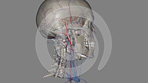 The popliteal artery is one of the major arteries of the leg. It is a continuation of the femoral artery