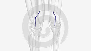 The popliteal vein is a vein of the lower limb