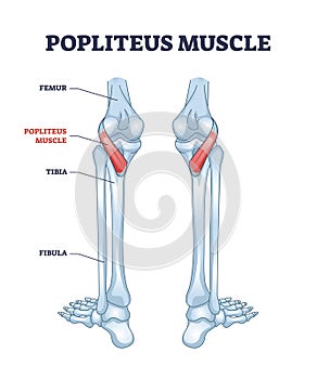 Popliteus muscle as leg and knee muscular joint anatomy outline diagram