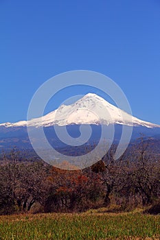 Forest with the Popocatepetl volcano VIII photo