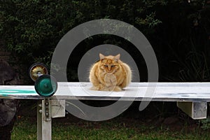 Poppet the cat on a trestle table