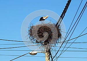 Poppet in the nest