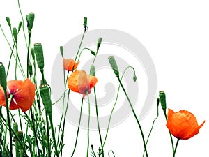 Poppies