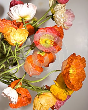 Poppies