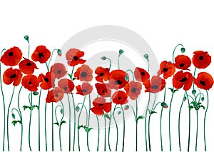 Poppies photo