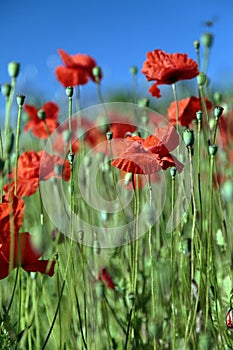 Poppies