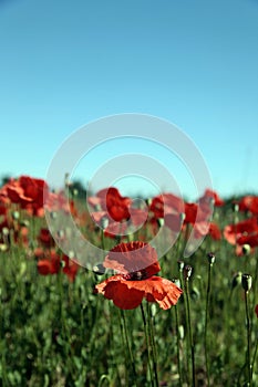 Poppies