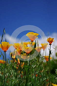 Poppies photo