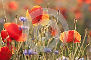 Poppies