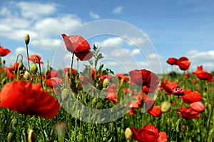 Poppies