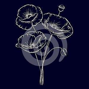 poppies on a dark background