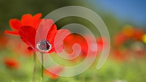 Poppies photo