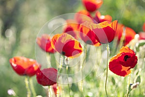 Poppies