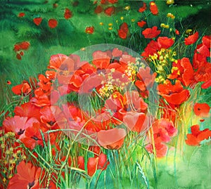Poppies
