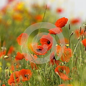 Poppies