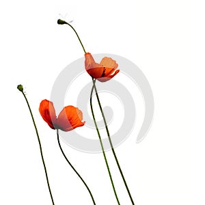 Poppies