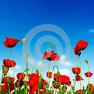 Poppies