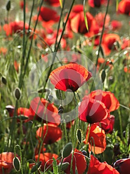 Poppies