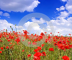 Poppies