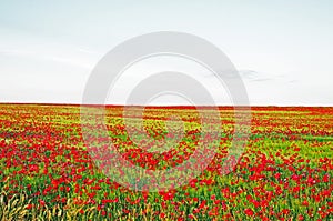 Poppies