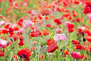 Poppies