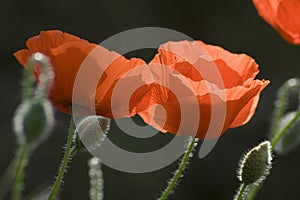 Poppies