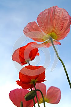 Poppies