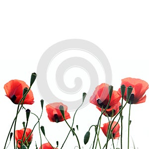 Poppies