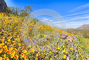 Poppies