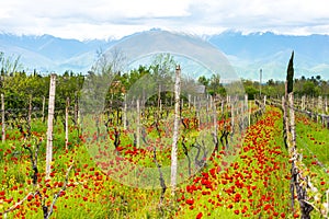 Poppies