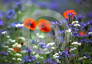 Poppies